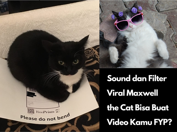 Sound dan Filter Viral Maxwell the Cat Bisa Buat Video Kamu FYP?